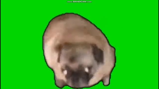 танцующий мопс. смотреть онлайн