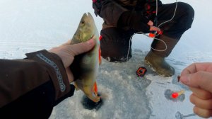 Первый Лед! Крупный Окунь. Жерлицы На Щуку. Зимняя Рыбалка В Ивановской Области.