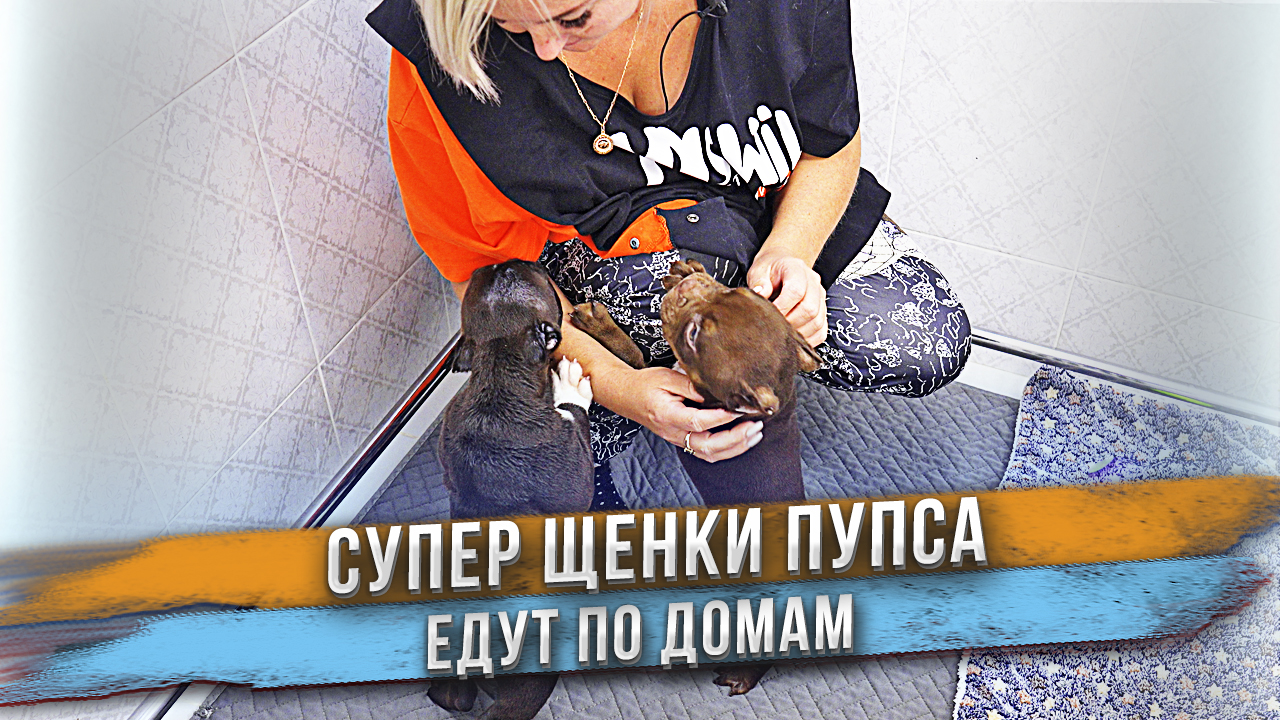 Щенки, которых не хочется отдавать! Остался один мальчик без мам пап! Где вы? смотреть онлайн