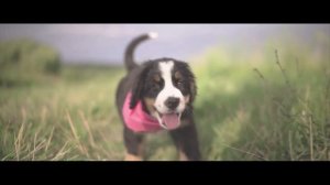 Бернский зенненхунд -  ВСЕ О ПОРОДЕ. ИНТЕРЕСНЫЕ ФАКТЫ ОБ БЕРНСКОМ ЗЕННЕНХУНДЕ