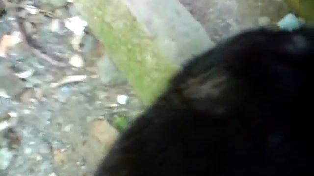 Отдам щенков в добрые и заботливые руки смотреть онлайн