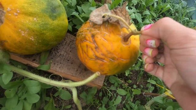 Арбузы потрескались на грядке. Дача в Подмосковье. смотреть онлайн