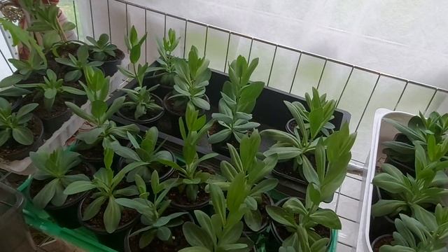 Рассада томата Пинк Парадайс! Не радует! смотреть онлайн