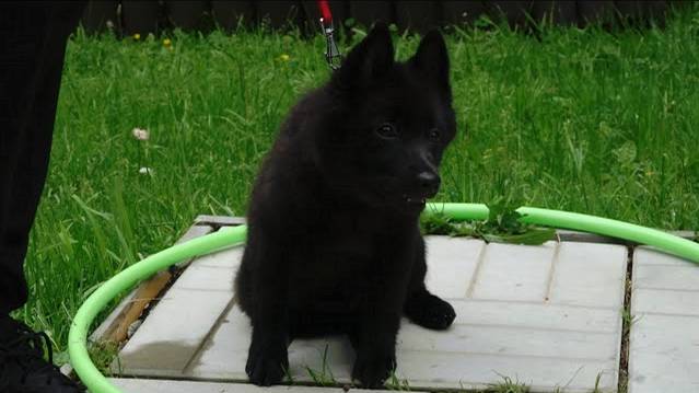 ДТ - 158. Активная шипперке. Знакомьтесь, Гренка смотреть онлайн