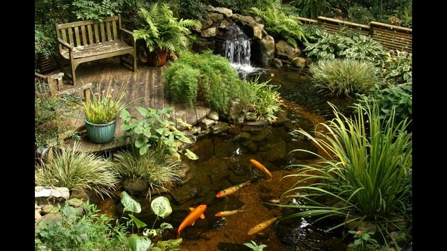 Рыбы для пруда на даче смотреть онлайн