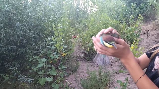 СПАСАЕМ РАНЕНУЮ ПТИЧКУ!!!ДЕТИ МОЛОДЦЫ! смотреть онлайн