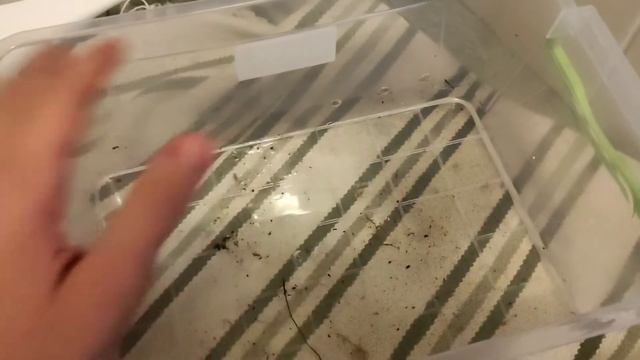 КАК ПОНЯТЬ ЧТО УЛИТКА НЕ МЕРТВА/УМЕРЛА????/УЖАС/ЛЮБЛЮ/СКОРО ЧАСТЬ 2 смотреть онлайн