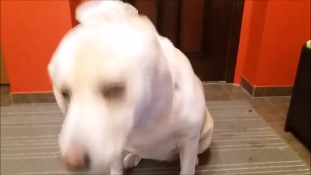 Сонный и ленивый лабрадор смотреть онлайн