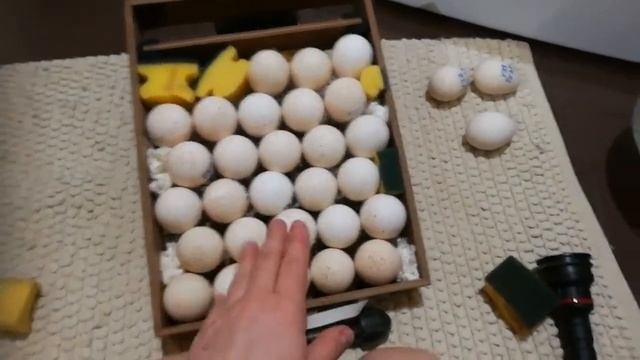Овоскопирование яиц индюшек. смотреть онлайн