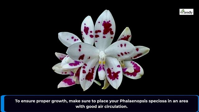 Exotic Flower - Phalaenopsis Speciosa смотреть онлайн