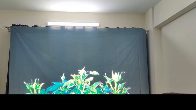 Thundeal TD98 On ALR Screen