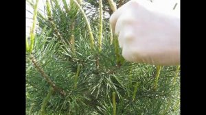 КАК ЗАГУСТИТЬ СОСНОВУЮ КРОНУ. ВКУСНЫЕ СОСНОВЫЕ СВЕЧКИ!))