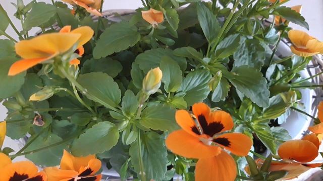 Пения иволги снимает стресс. смотреть онлайн