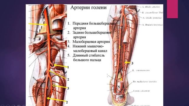 АРТЕРИИ НИЖНЕЙ КОНЕЧНОСТИ смотреть онлайн