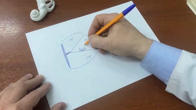 Кортиев орган. Простая шпаргалка. Внутреннее ухо. смотреть онлайн