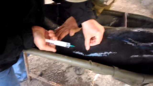 Получение икры веслоноса! Getting caviar paddlefish смотреть онлайн