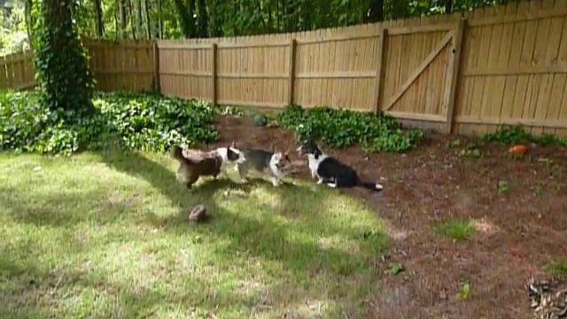 Memorial Day weekend play date with Dylan the Pem and Dora the Cardi смотреть онлайн