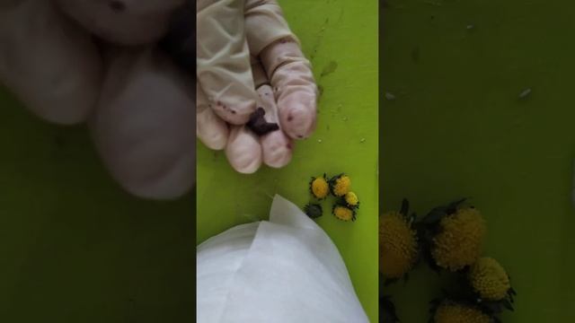 Натуральная косметика из дачных цветов. Часть№1. смотреть онлайн