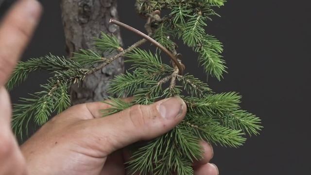 Spruce Bonsai Growth Management смотреть онлайн