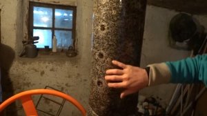 Грибы вешенки. Выращивание и цены на готовые блоки, мицелий, биодобавку