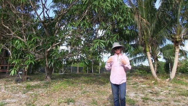 'Lemon Meringue' Mango Update (April 2018) смотреть онлайн