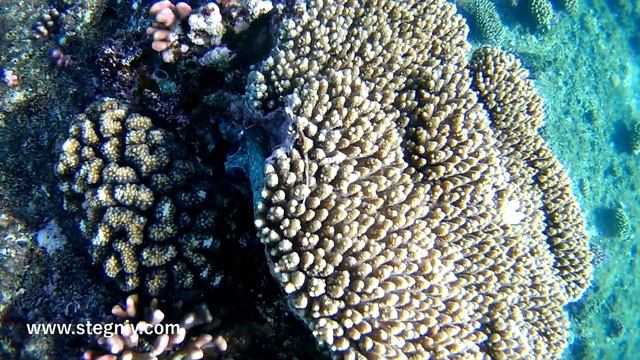 Осьминоги Красного моря. Как выглядят, где прячутся и как заметить? смотреть онлайн