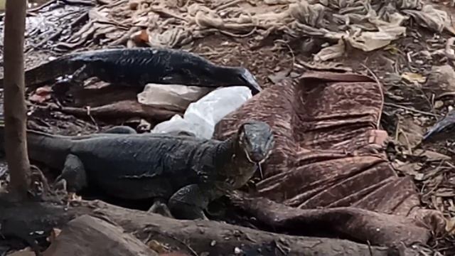 Настоящие тайские драконы на пляже Than Sadet. Панган. Таиланд 2018. смотреть онлайн