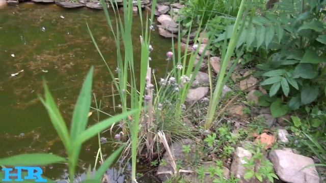 CATTAILS | Typha punks | Burn it as a bug repellent! смотреть онлайн