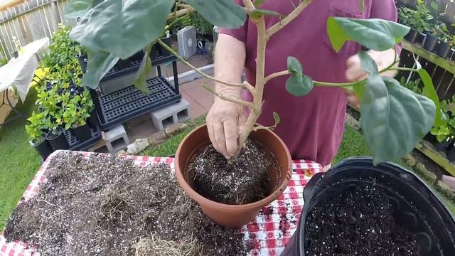 Repotting Hibiscus смотреть онлайн