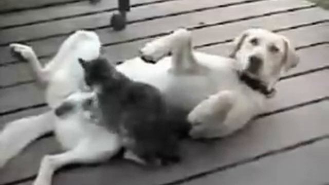 Кошка Собаке Делает... Ржака!. смотреть онлайн
