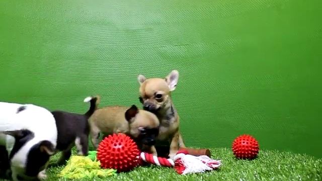 чихуа смотреть онлайн