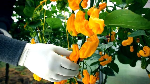 Урожай острых перцев 2020. Халапеньо, Хабанеро, Тринидадский Скорпион. смотреть онлайн