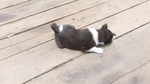 Русско-европейская лайка. Рутька