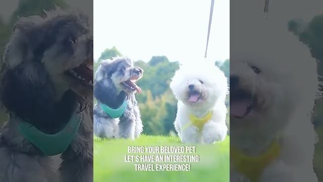 ? шлейка-жилет для собак ?