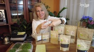 Микрозелень: модно или необходимо? Выращиваем необычную микрозелень: щавель, амарант, мята