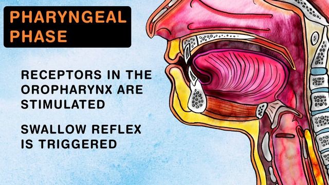SWALLOWING OR DEGLUTITION - ANATOMY AND PHYSIOLOGY смотреть онлайн