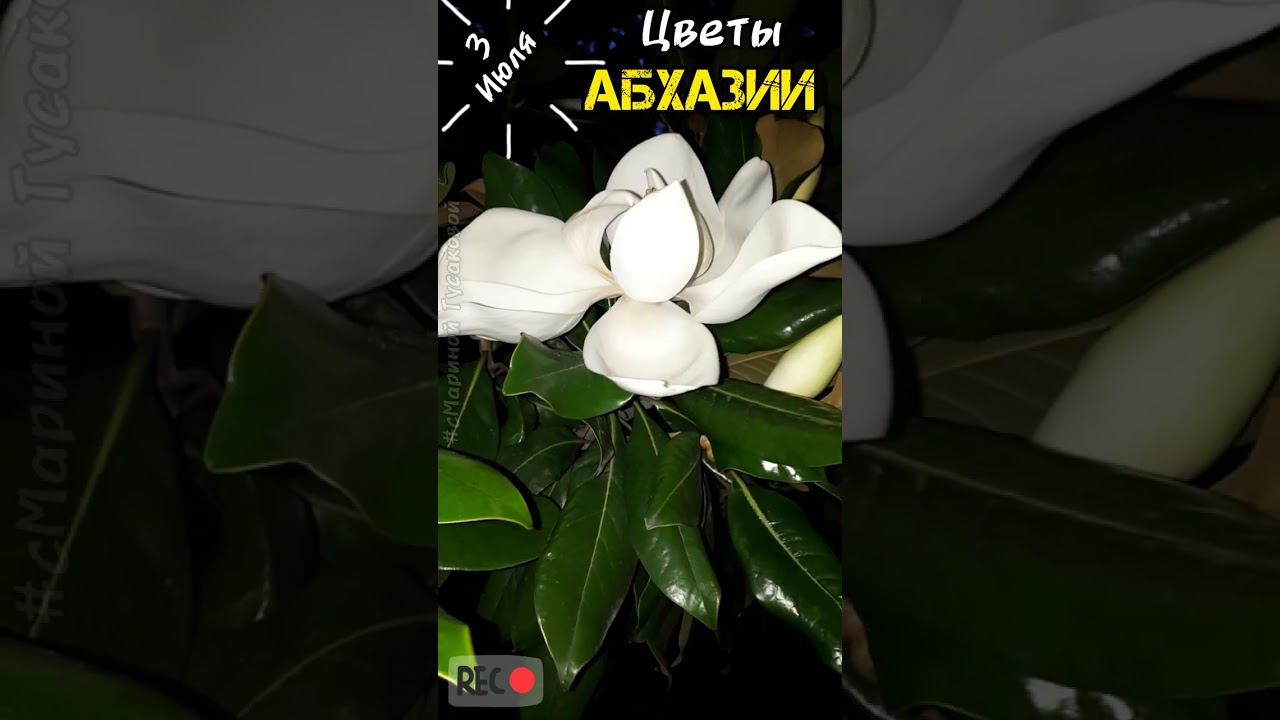 Абхазия #Гагра Парк Отель АМРА. Цветы Абхазии. #Магнолия цветет. Часть 3-я 3 июля 2023 смотреть онлайн