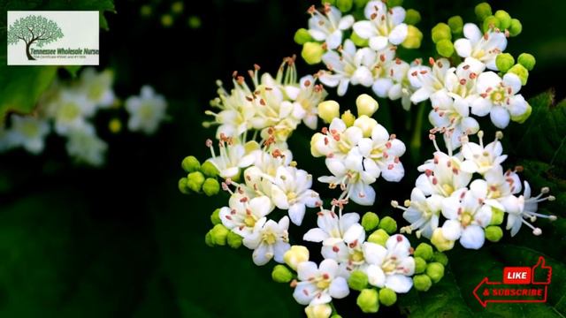 Viburnum Dentatum - TN NURSERY смотреть онлайн