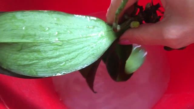 Еще одна обработка орхидей от корневого клеща. Делюсь своим опытом борьбы, показываю все подробно! смотреть онлайн