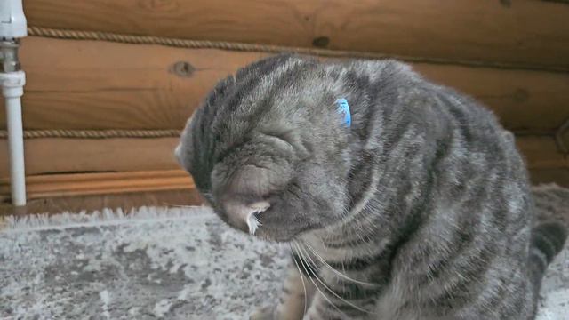 ошейник смотреть онлайн