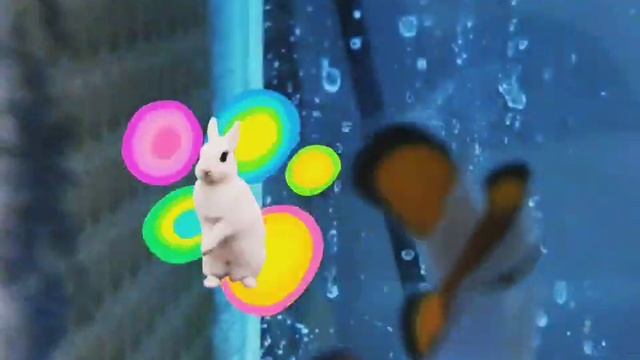 Рыбы клоуны разведение. Амфиприоны оцеллярисы пара селекционные морфы ДаВинчи или Гладиаторы. смотреть онлайн