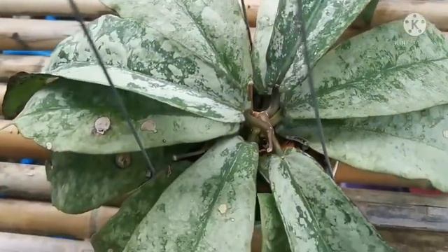 Hoya Sp.Buntok Silver