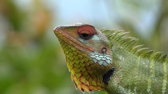 Sri Lanka Sinharaja Rain Forest смотреть онлайн