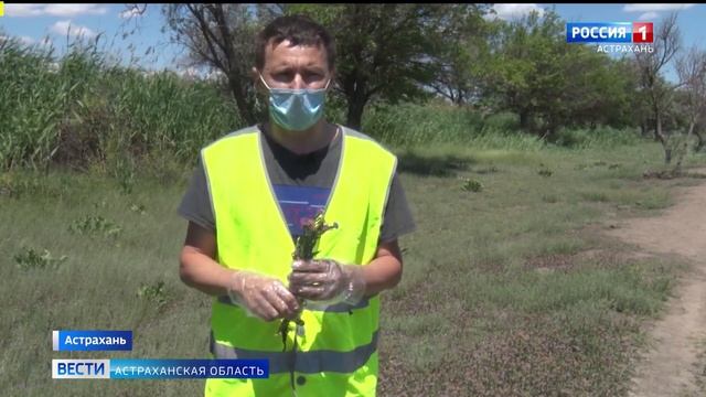 В Астрахани выявляют очаги чрезвычайно вредоносного для урожая растения.mp4 смотреть онлайн