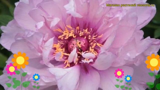 Пион ито Ферст Арривал. Краткий обзор, описание характеристик paeonia itoh First Arrival смотреть онлайн