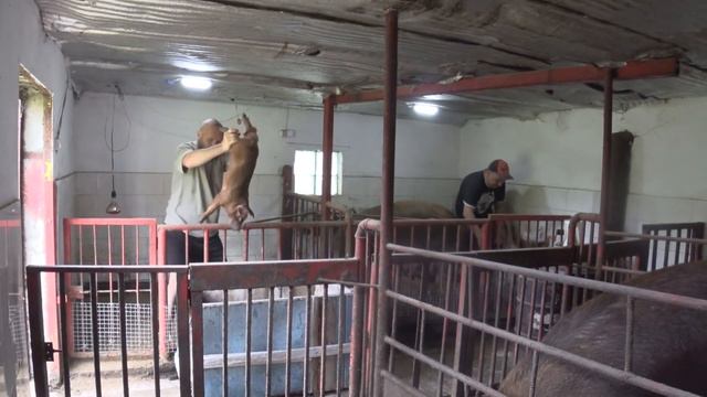 Забрали поросят и стартую без поносов и глистов смотреть онлайн