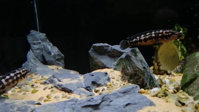 Julidochromis transcriptus смотреть онлайн