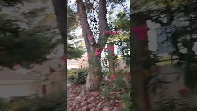 Сколько платим за аренду квартиры в Лас Вегасе смотреть онлайн