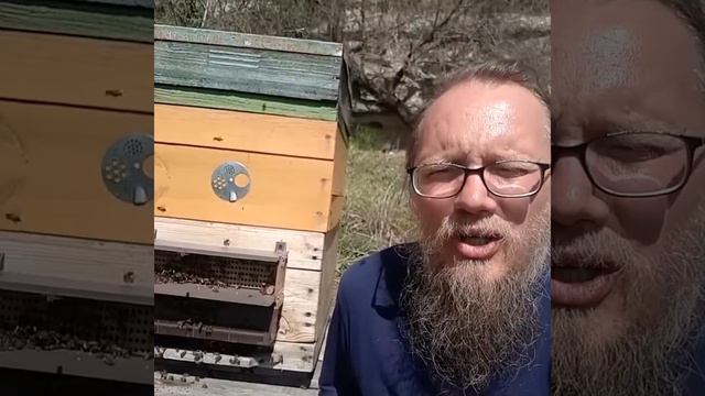 Главный закон пчеловодства.