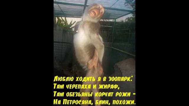 Приколы про зоопарк смотреть онлайн